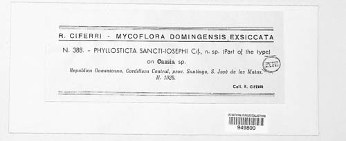 Phyllosticta sancti-iosephi image